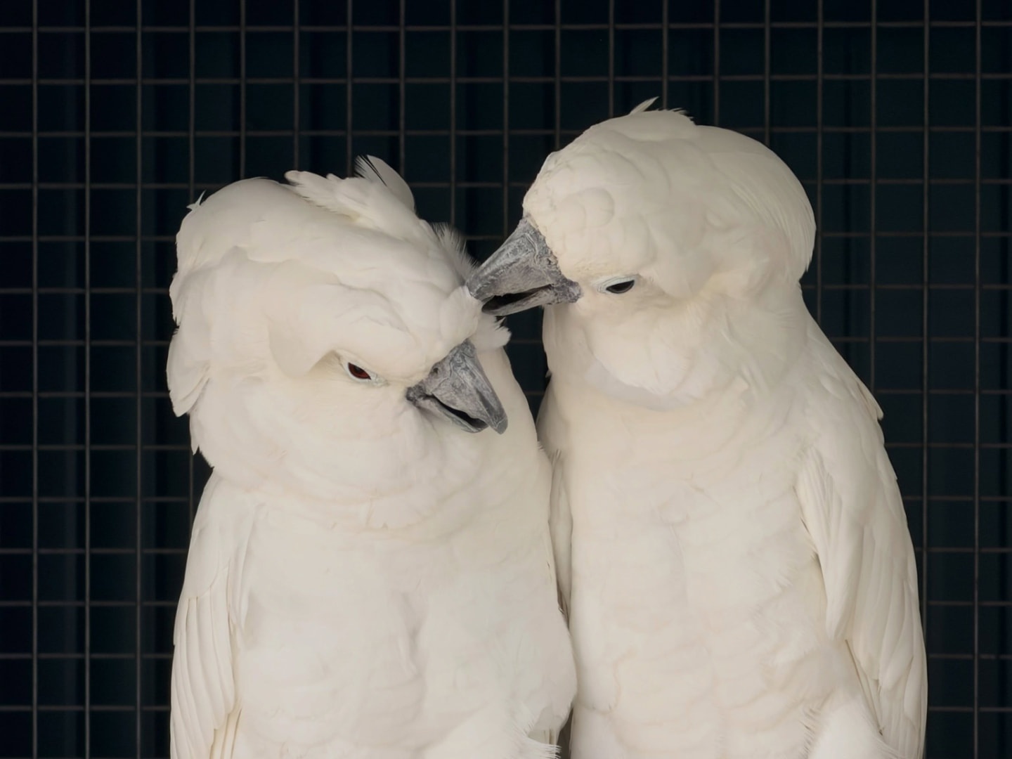 Cockatoos