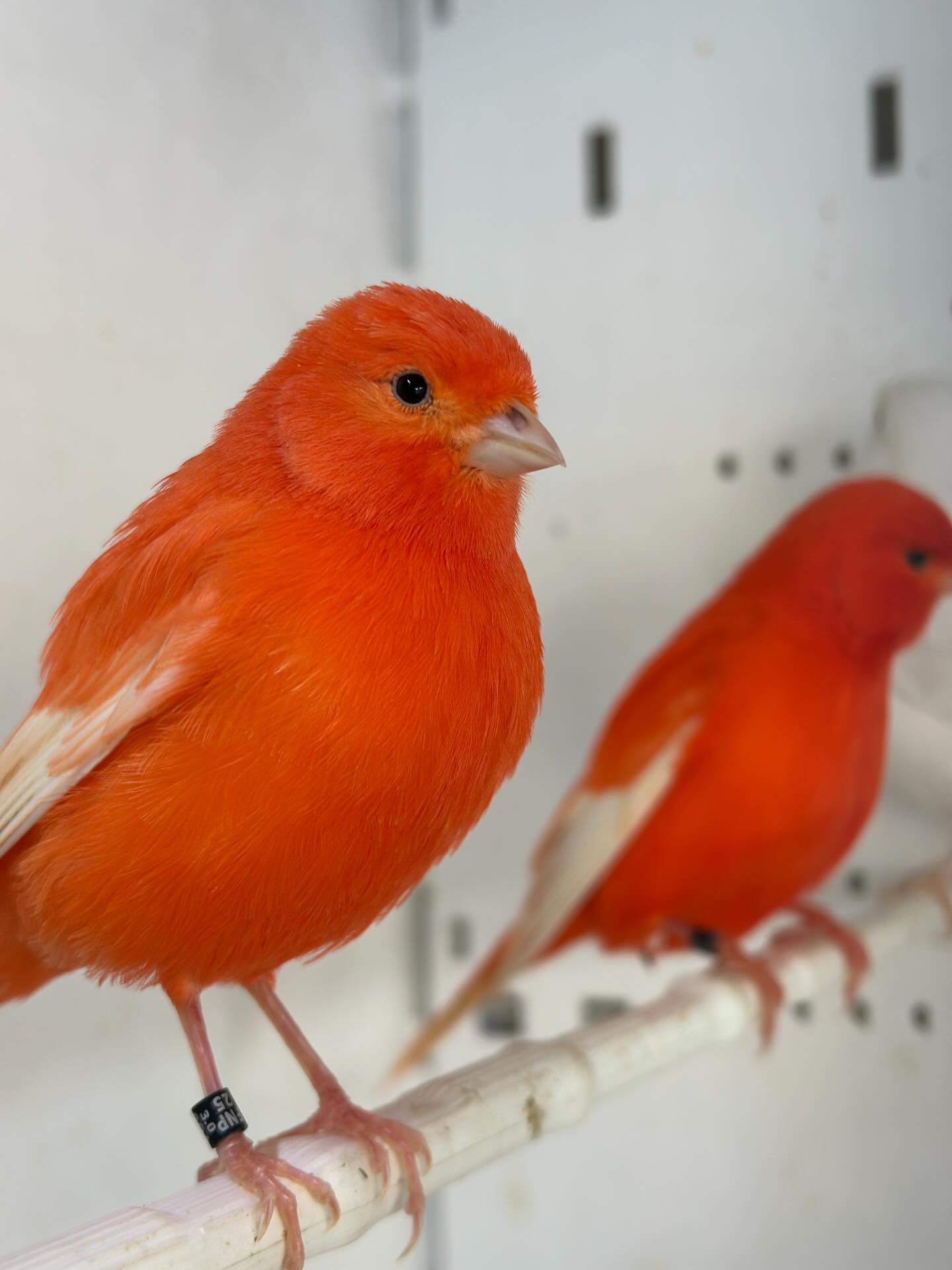 Red Factor Canary — “Solo” — hand-raised Red Factor Canary (Serinus canaria) for sale