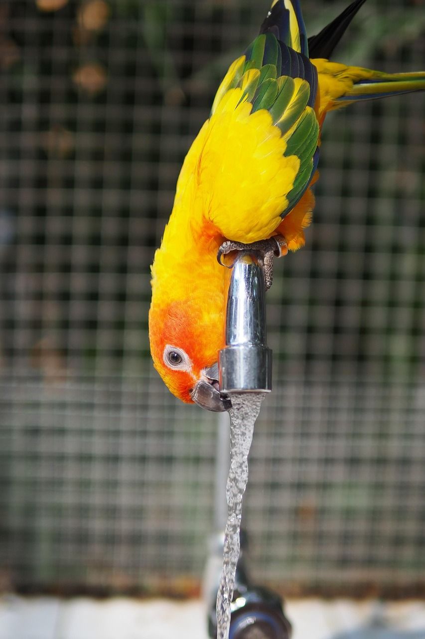 Mango, a sun conure, bathing