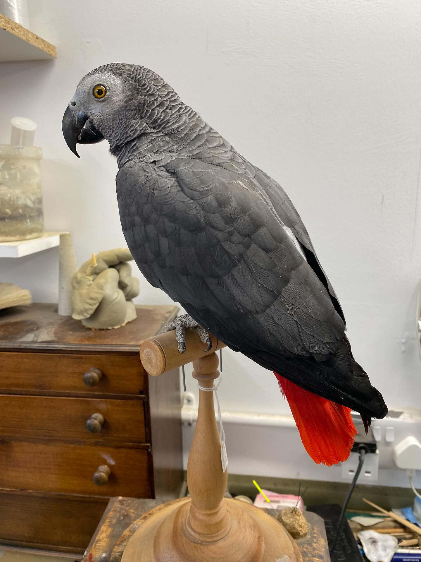 Kai, an African grey parrot from Exotic Bird Shop
