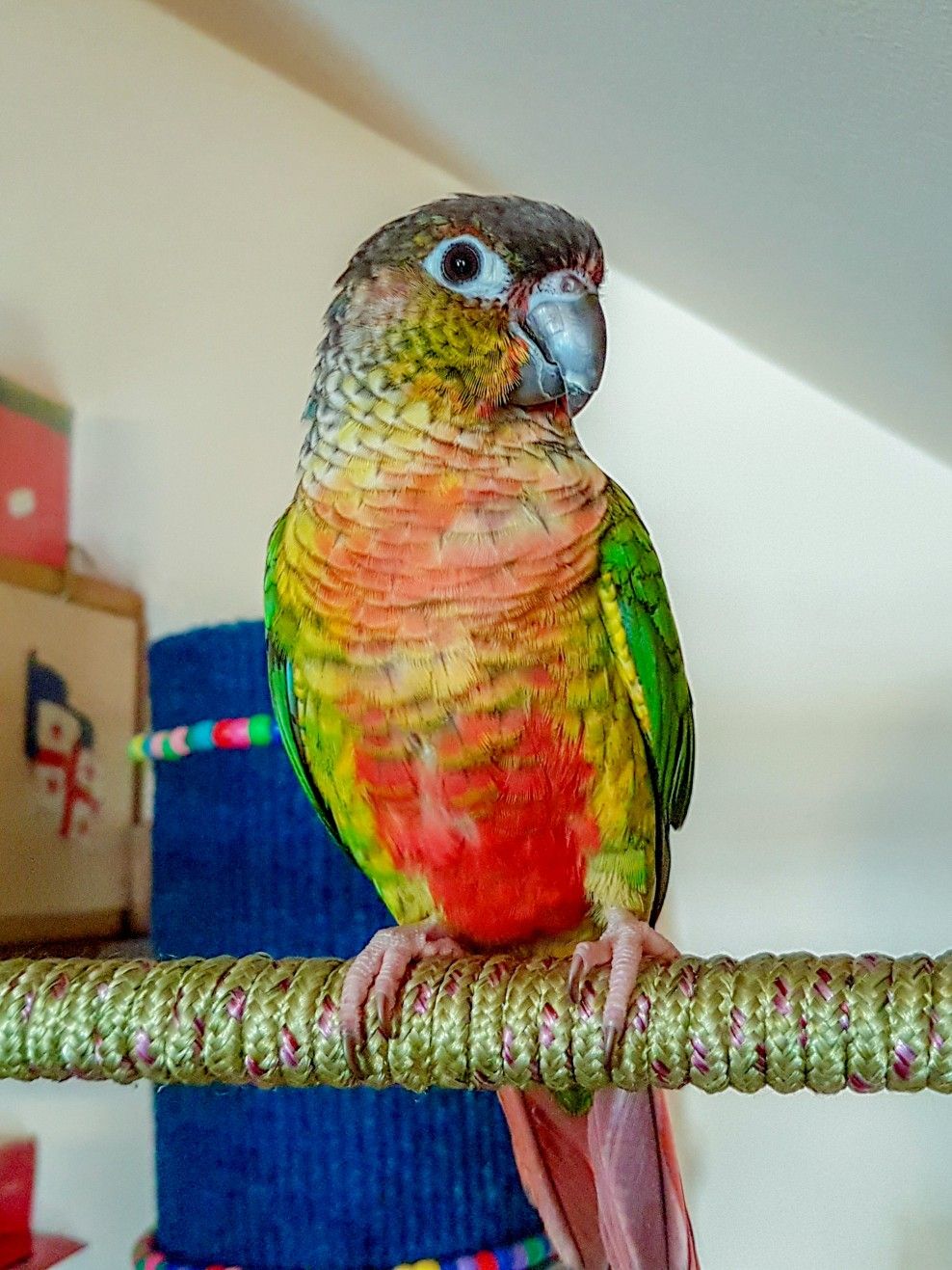 Green-Cheek Conure — “Pistachio” — hand-raised Green-Cheek Conure (Pyrrhura molinae) for sale