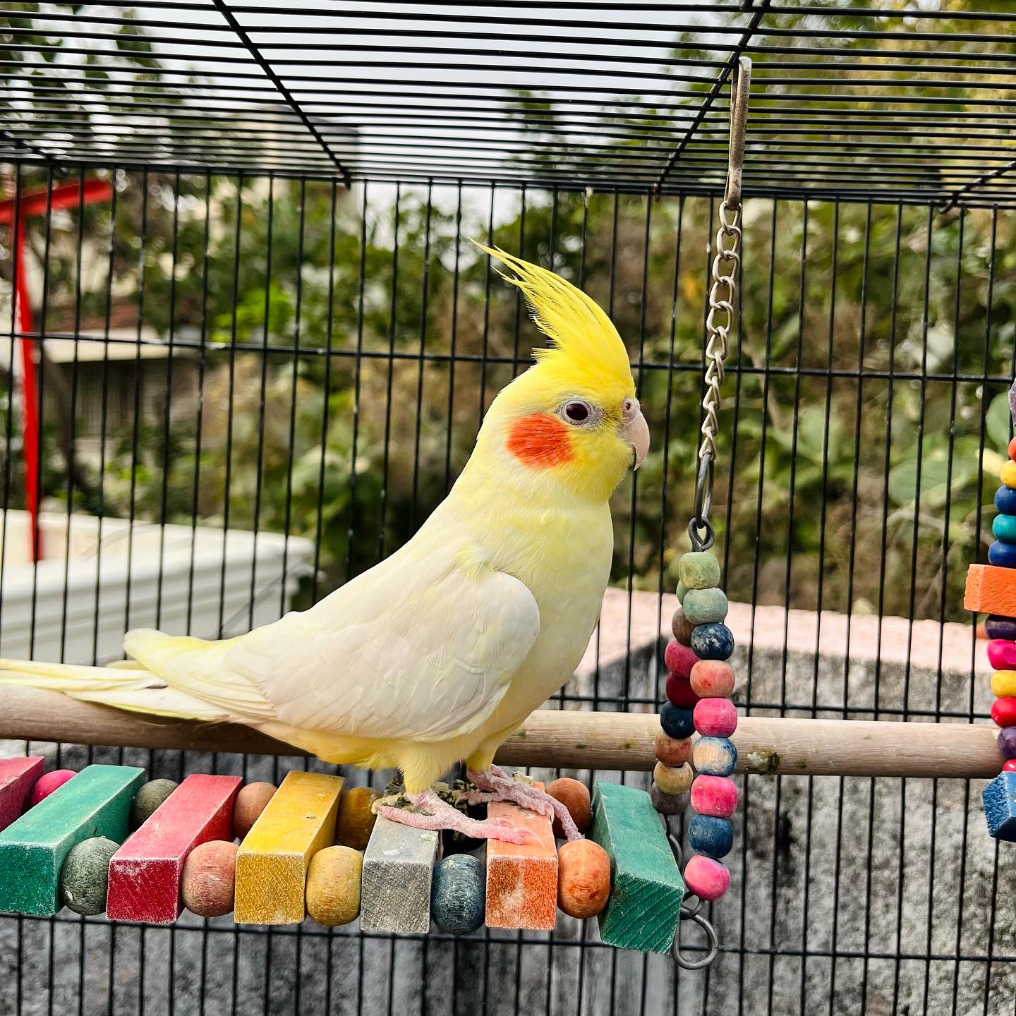 Lutino Cockatiel — “Pearl” — hand-raised Cockatiel (Nymphicus hollandicus) for sale