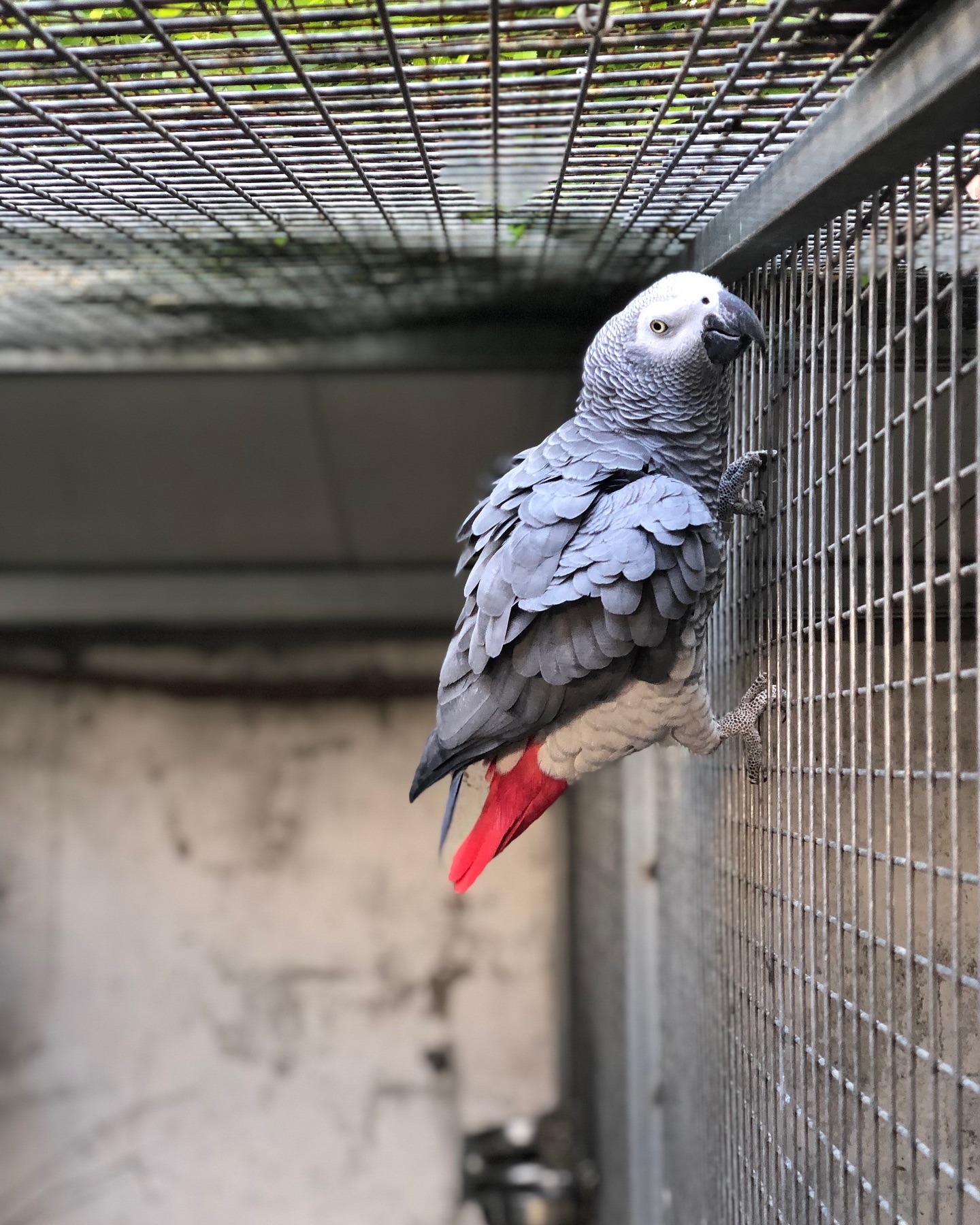 Timneh African Grey — “Sage”