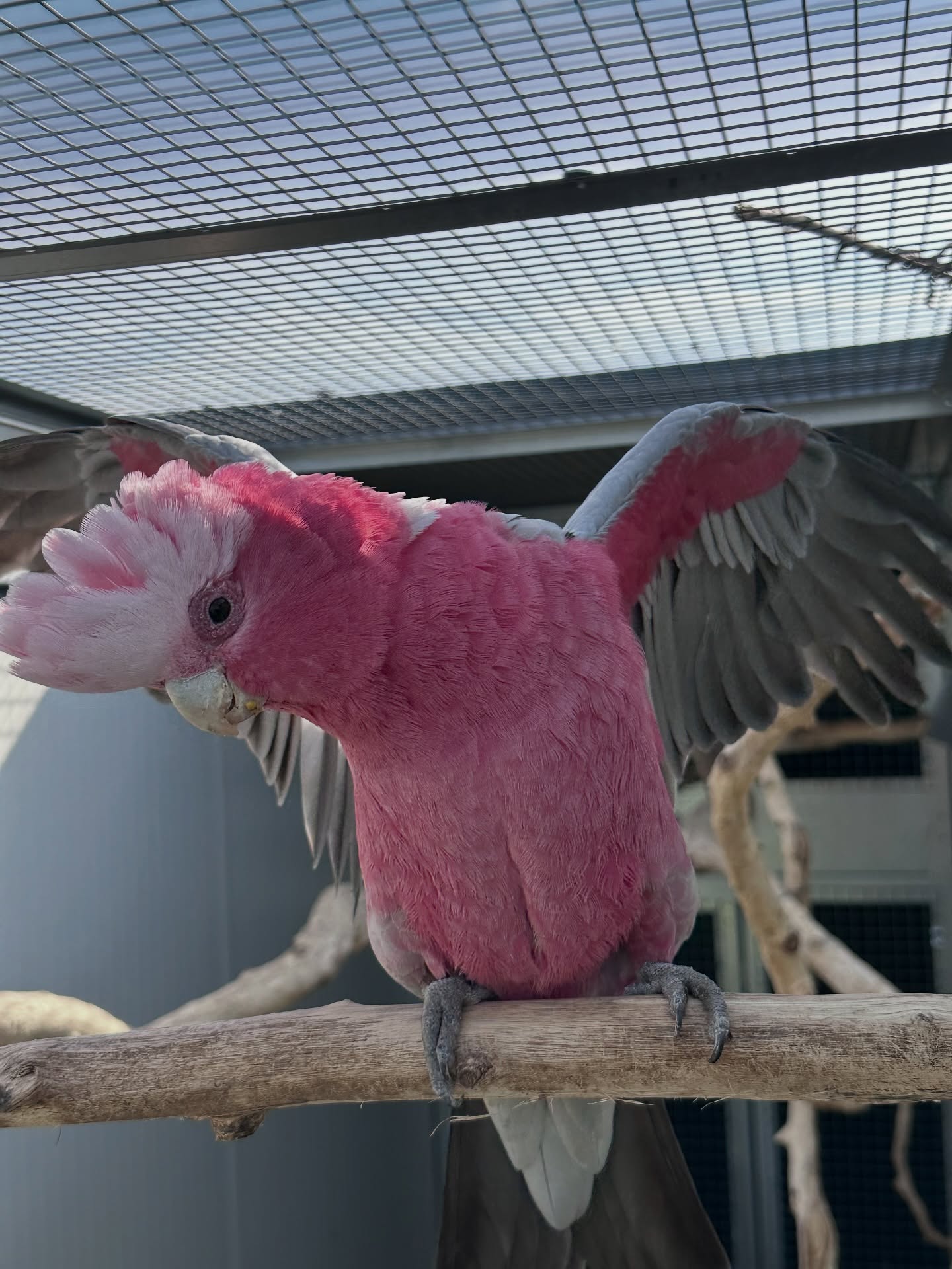 Galah Cockatoo — Galah Cockatoo (Eolophus roseicapilla) for sale