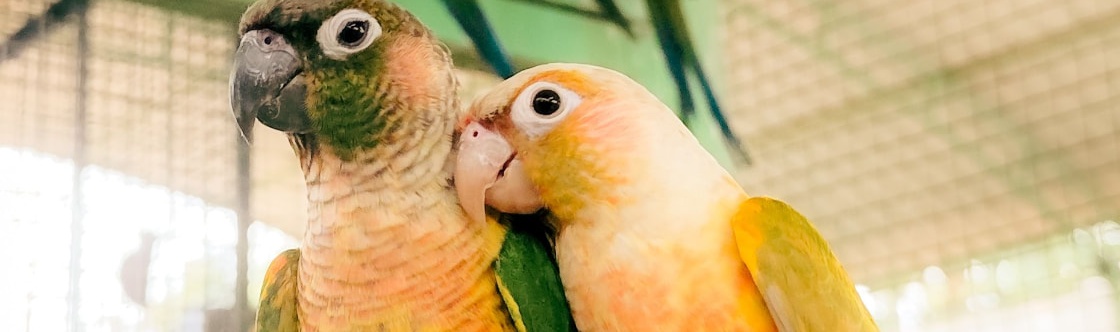 Conures