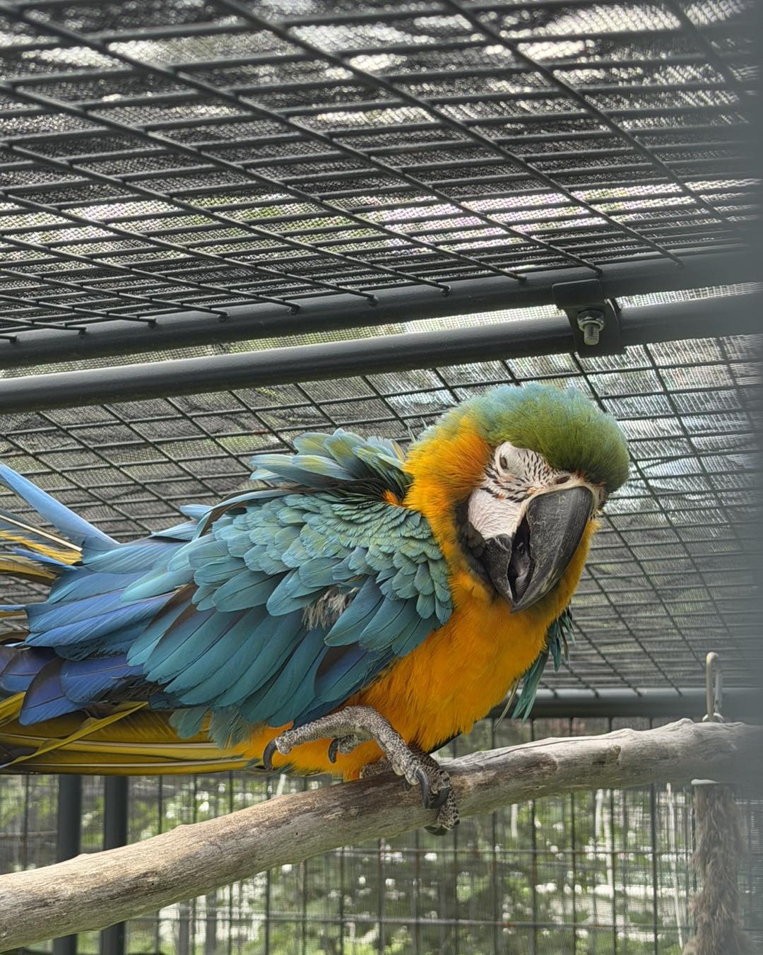 Blue & Gold Macaw — “Rio” — hand-raised Blue & Gold Macaw (Ara ararauna) for sale