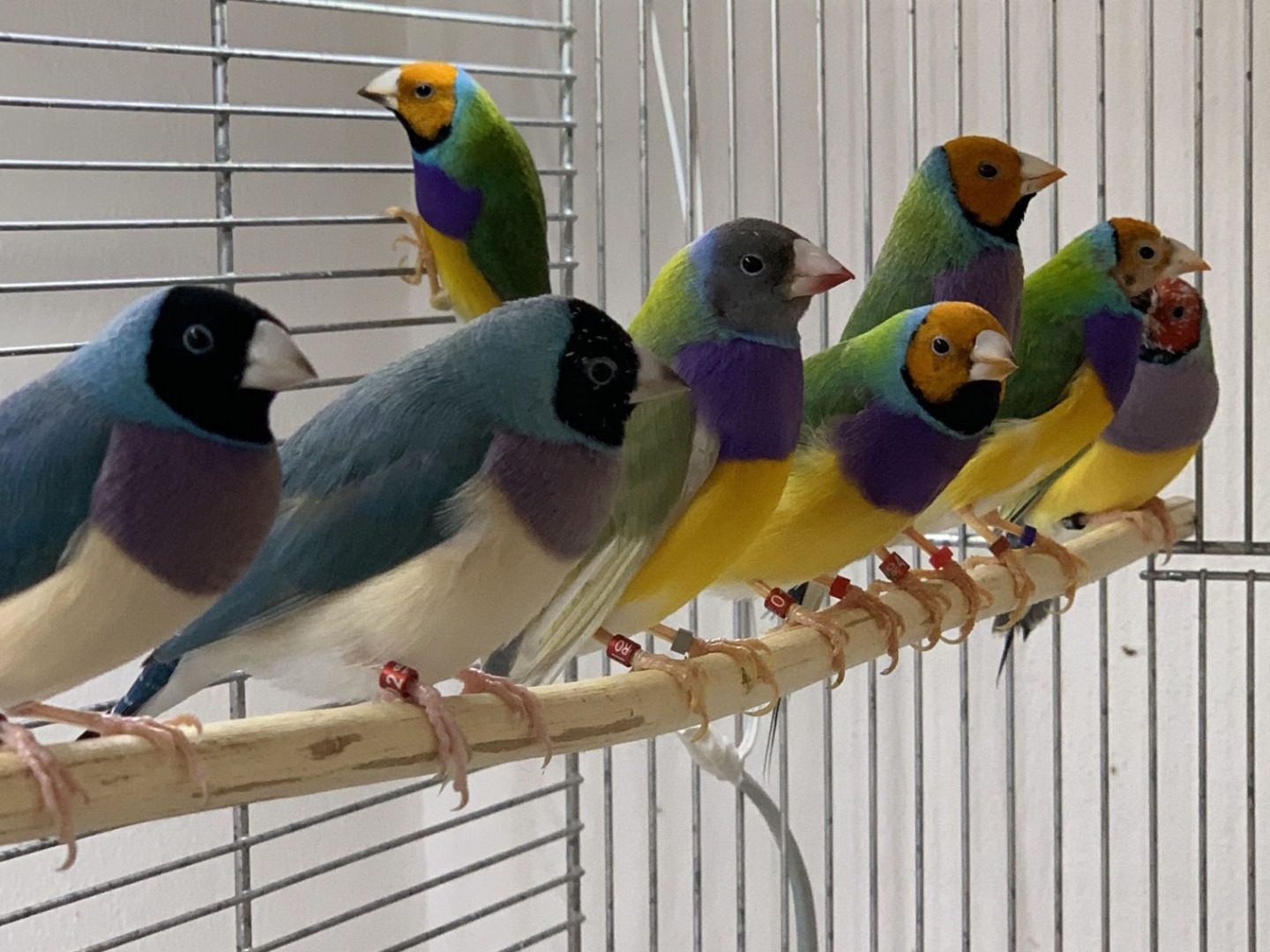 Finches