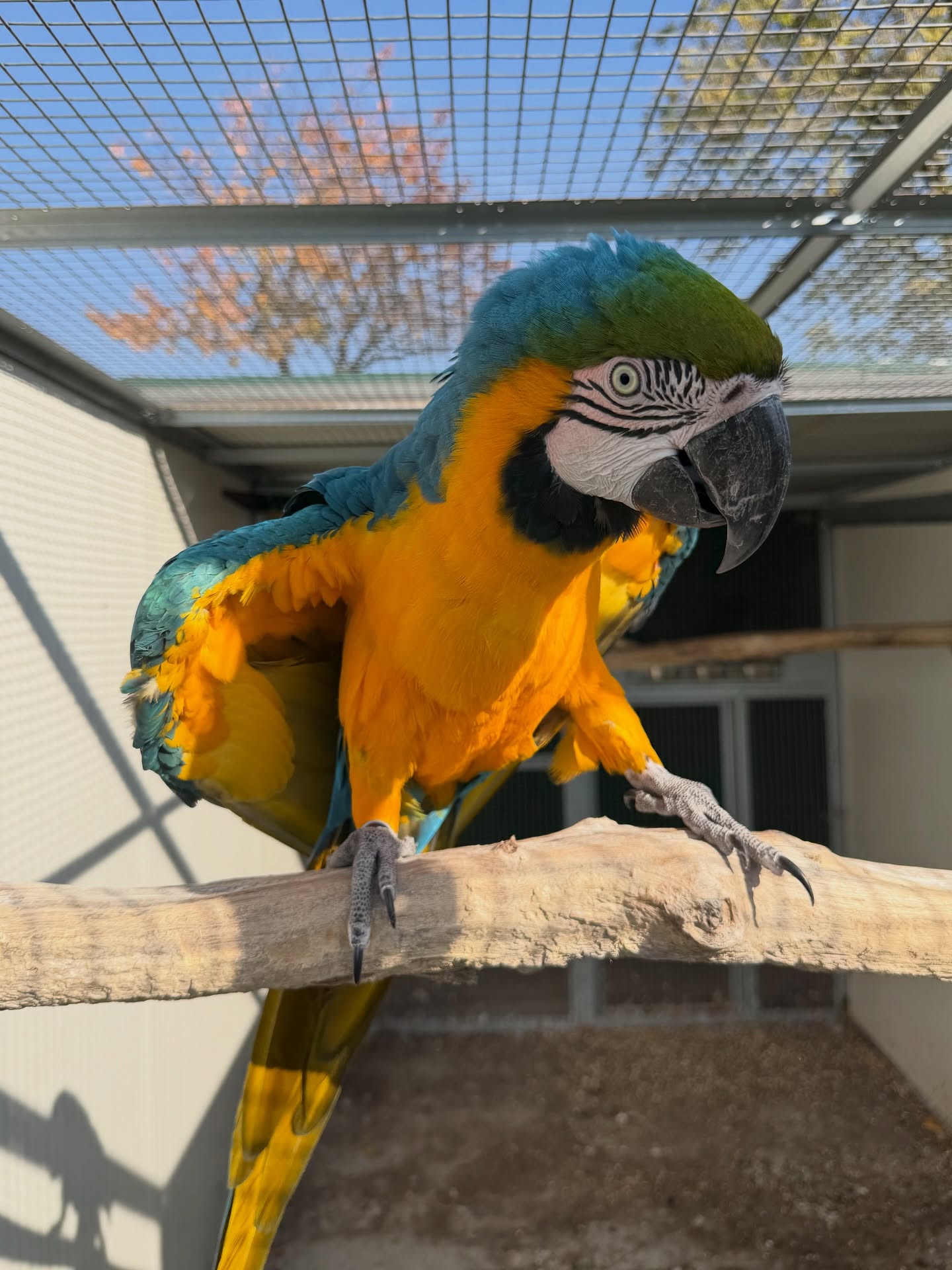 Blue & Gold Macaw — 5-Year-Old Adult — hand-raised Blue & Gold Macaw (Ara ararauna) for sale