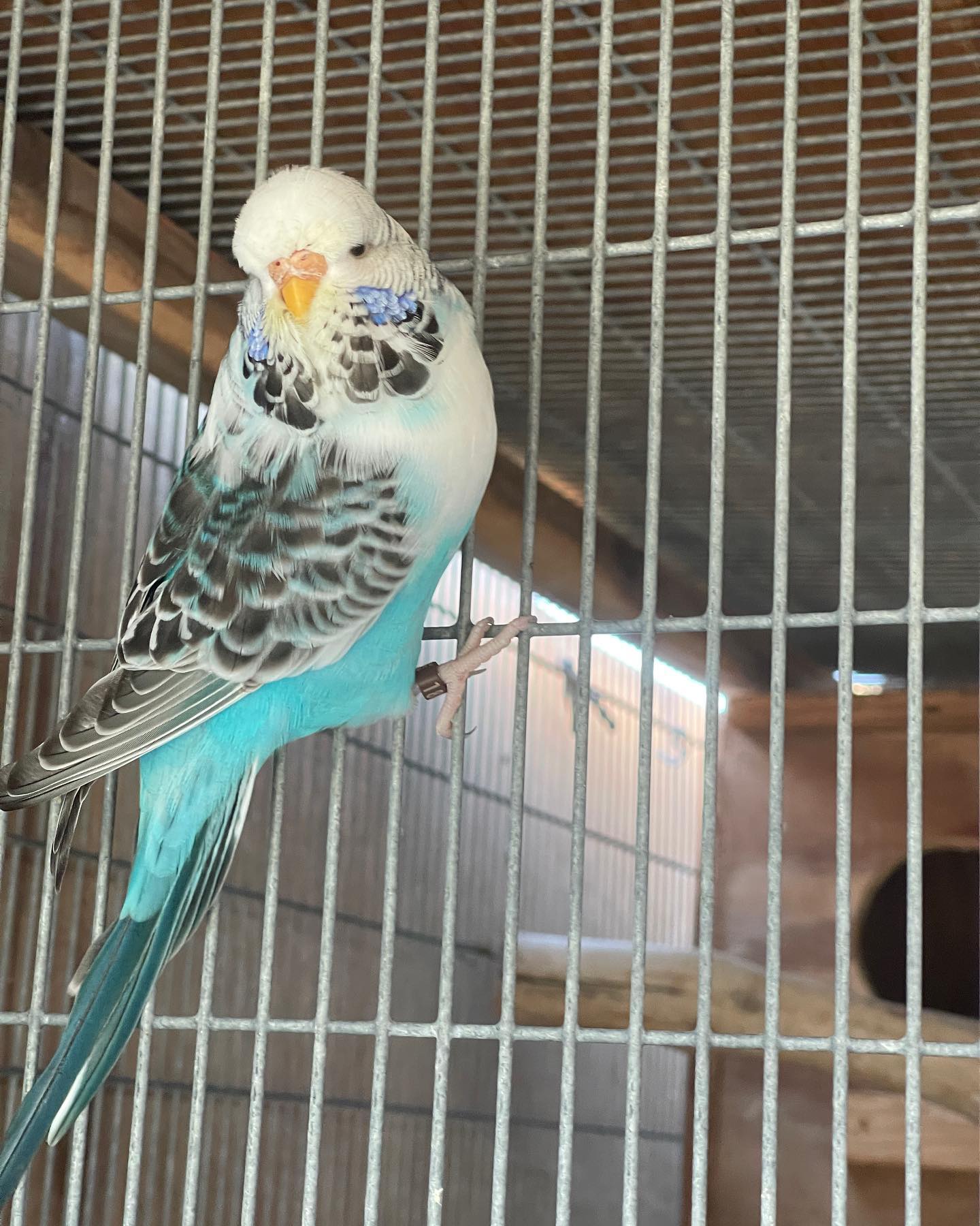 English Budgerigar — “Sky” — hand-raised English Budgerigar (Melopsittacus undulatus) for sale