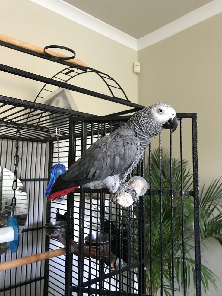 Congo African Grey — “Sterling” — Congo African Grey (Psittacus erithacus) for sale
