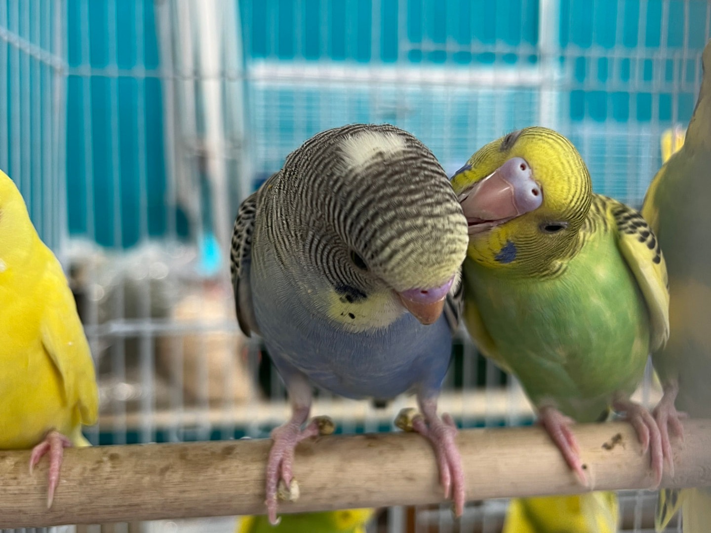 Budgies (Parakeets)