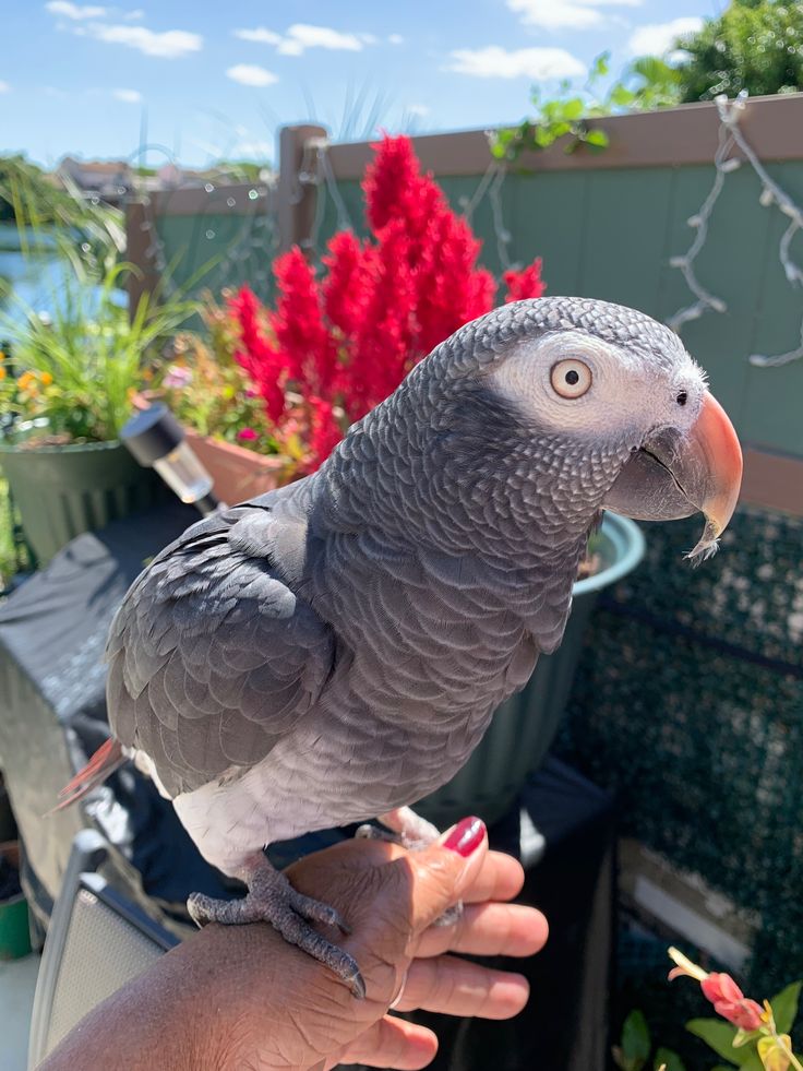Timneh Grey Parrot — Luna — Timneh Grey Parrot (Psittacus timneh) for sale