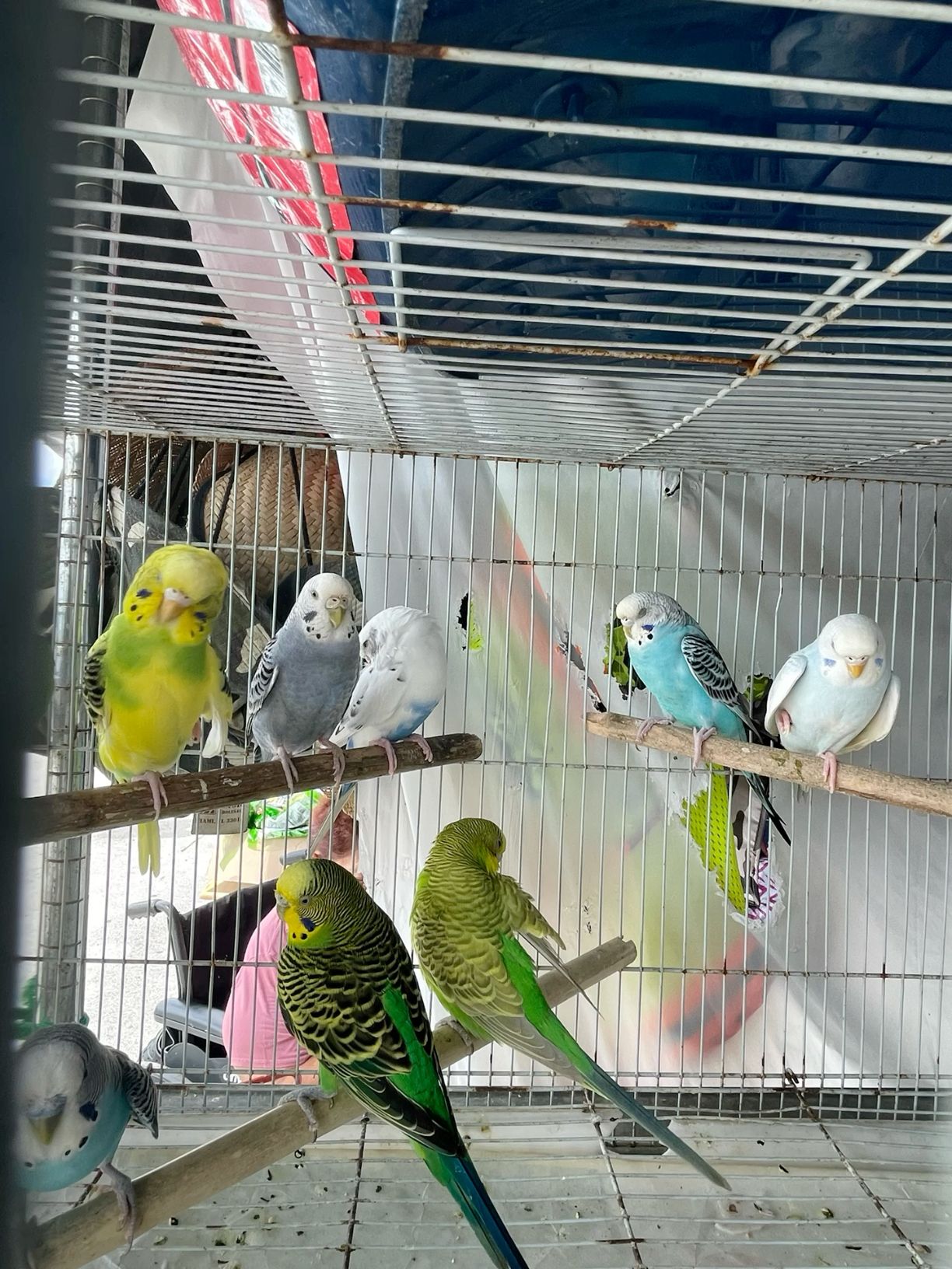 Lovebirds
