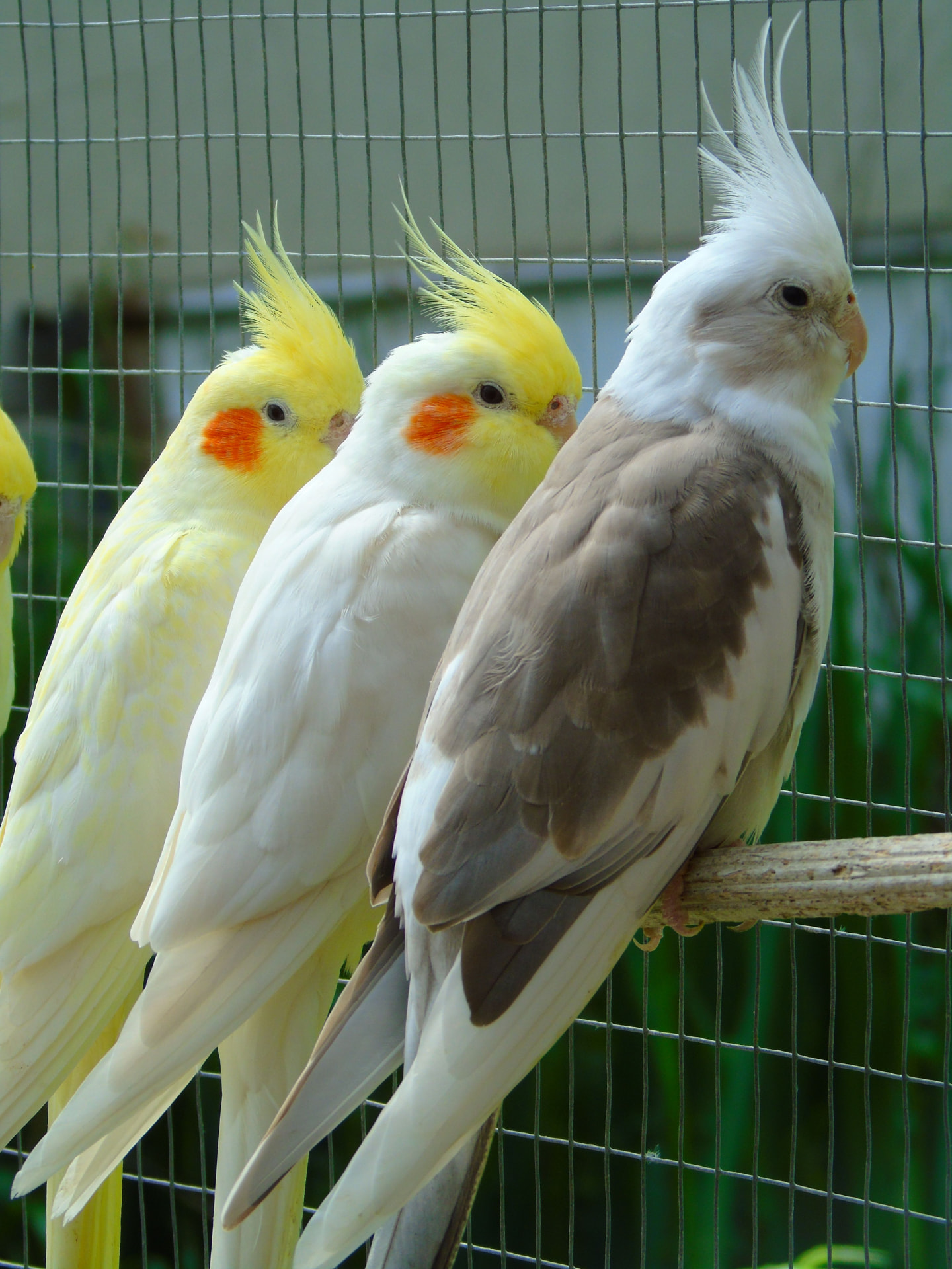 Cockatiels