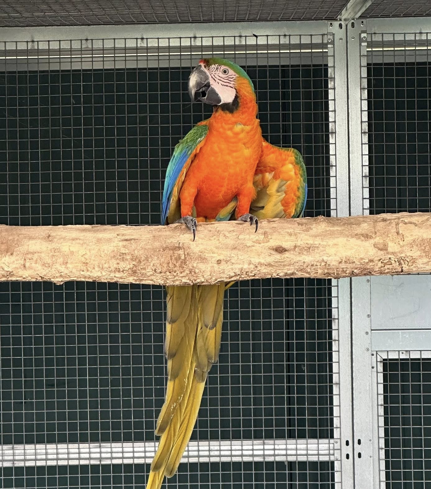 Hybrid Macaw — 4-Year-Old Adult — Hybrid Macaw (parentage not specified) for sale