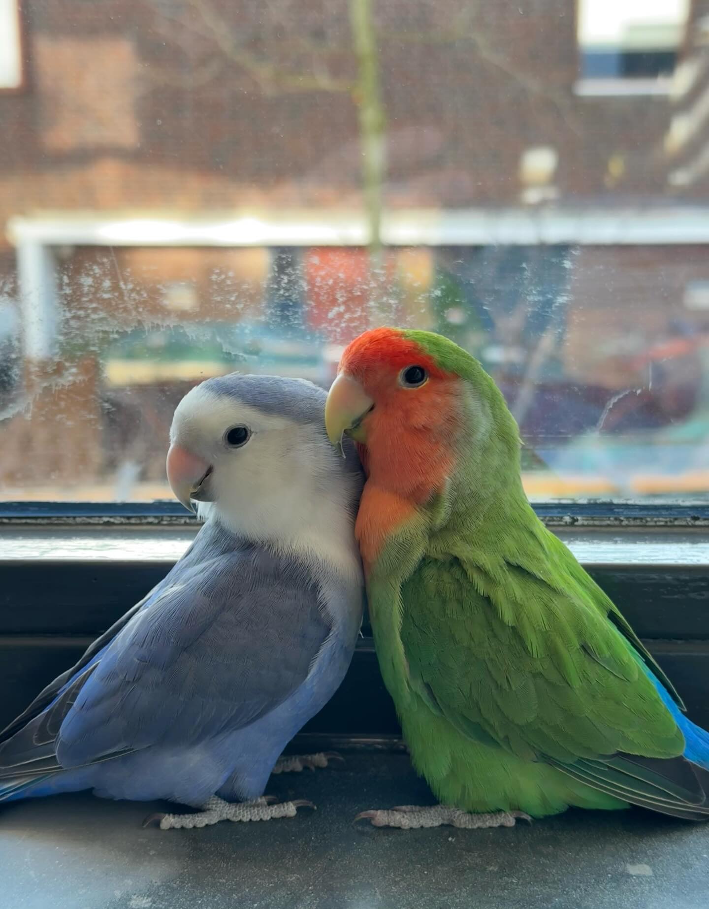 Azure & Peach — Lovebird Pair — Lovebirds (appearance consistent with Peach-Faced Lovebirds) for sale