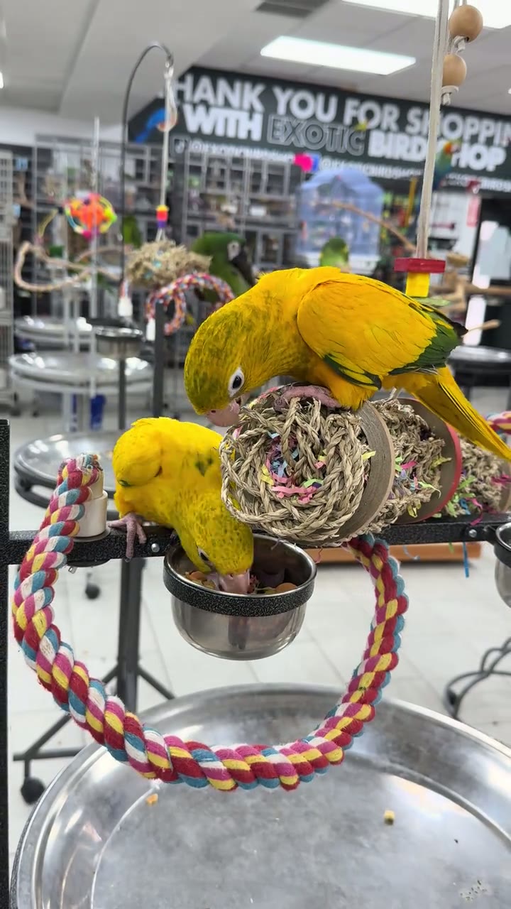 The Exotic Bird Shop aviary interior with natural perches
