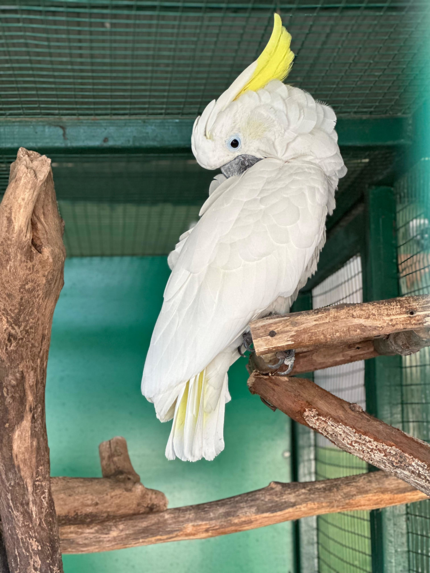 Luna, a sulphur-crested cockatoo from Exotic Bird Shop