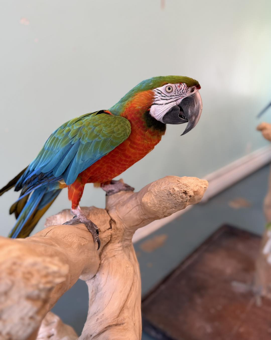 Zuri, a blue-and-gold macaw from Exotic Bird Shop