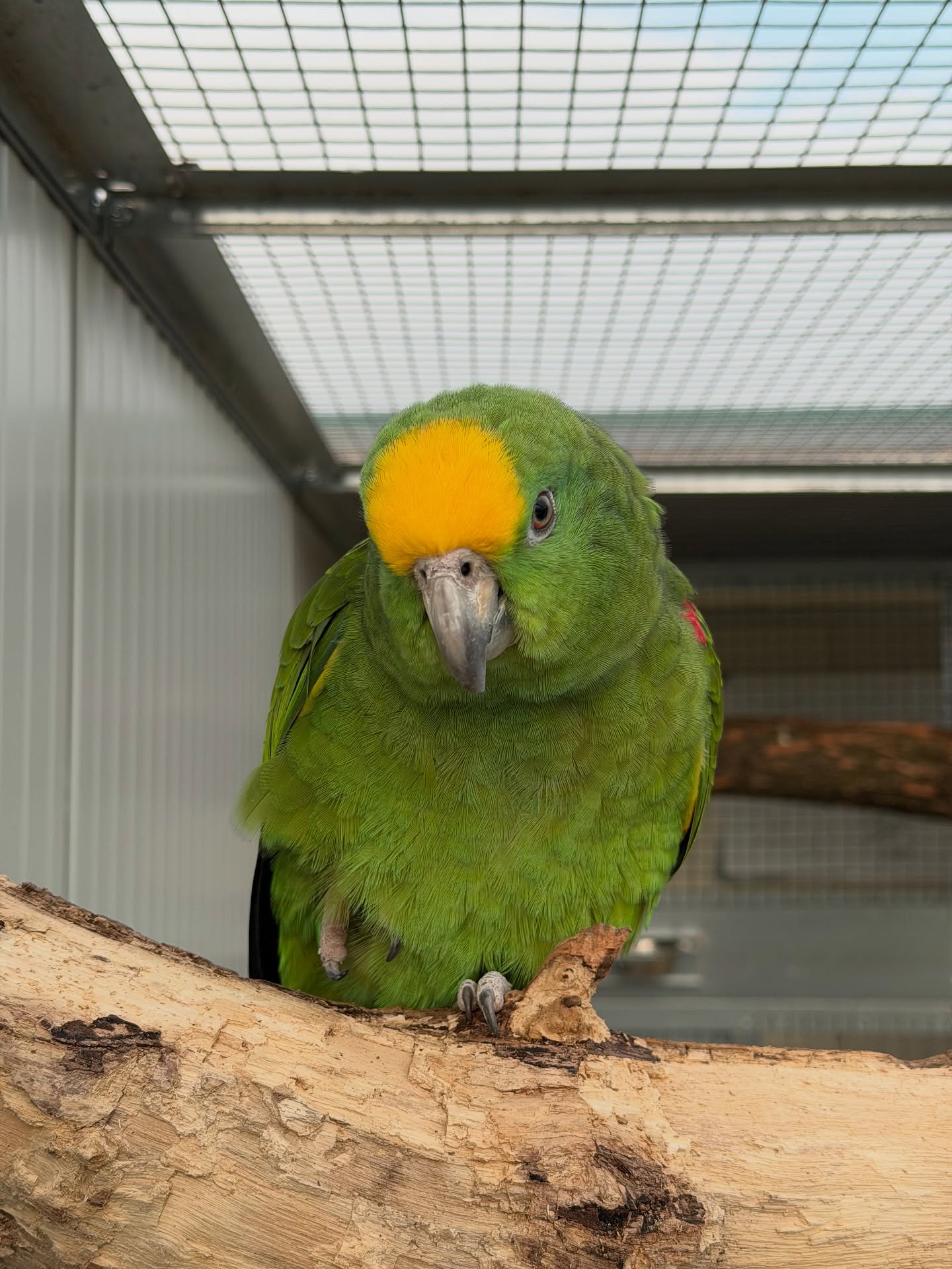 Yellow-Fronted Amazon Parrot — Yellow-Fronted Amazon Parrot for sale