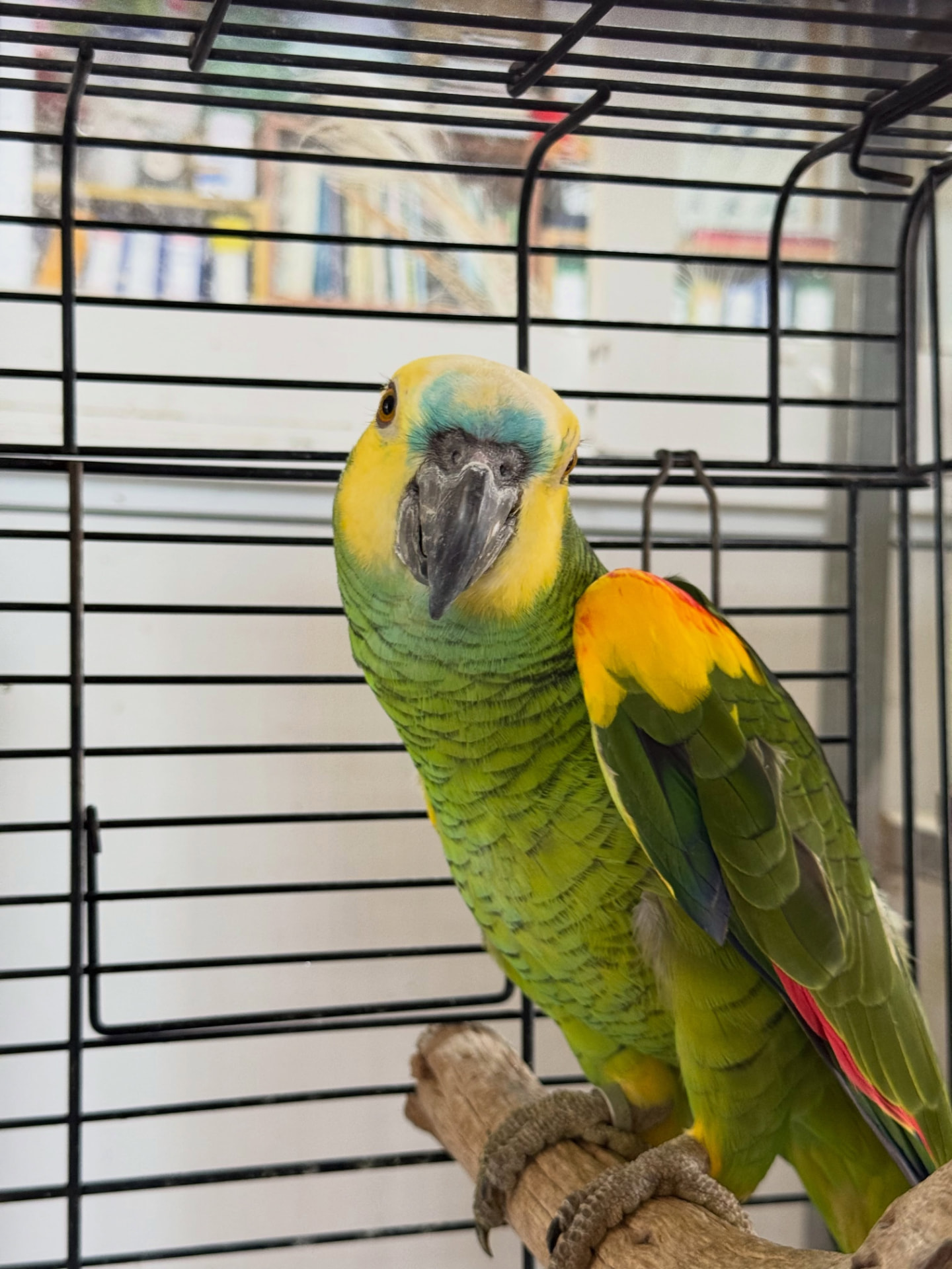 Kiwi — Blue-Fronted Amazon Parrot — Blue-Fronted Amazon Parrot (Amazona aestiva) for sale