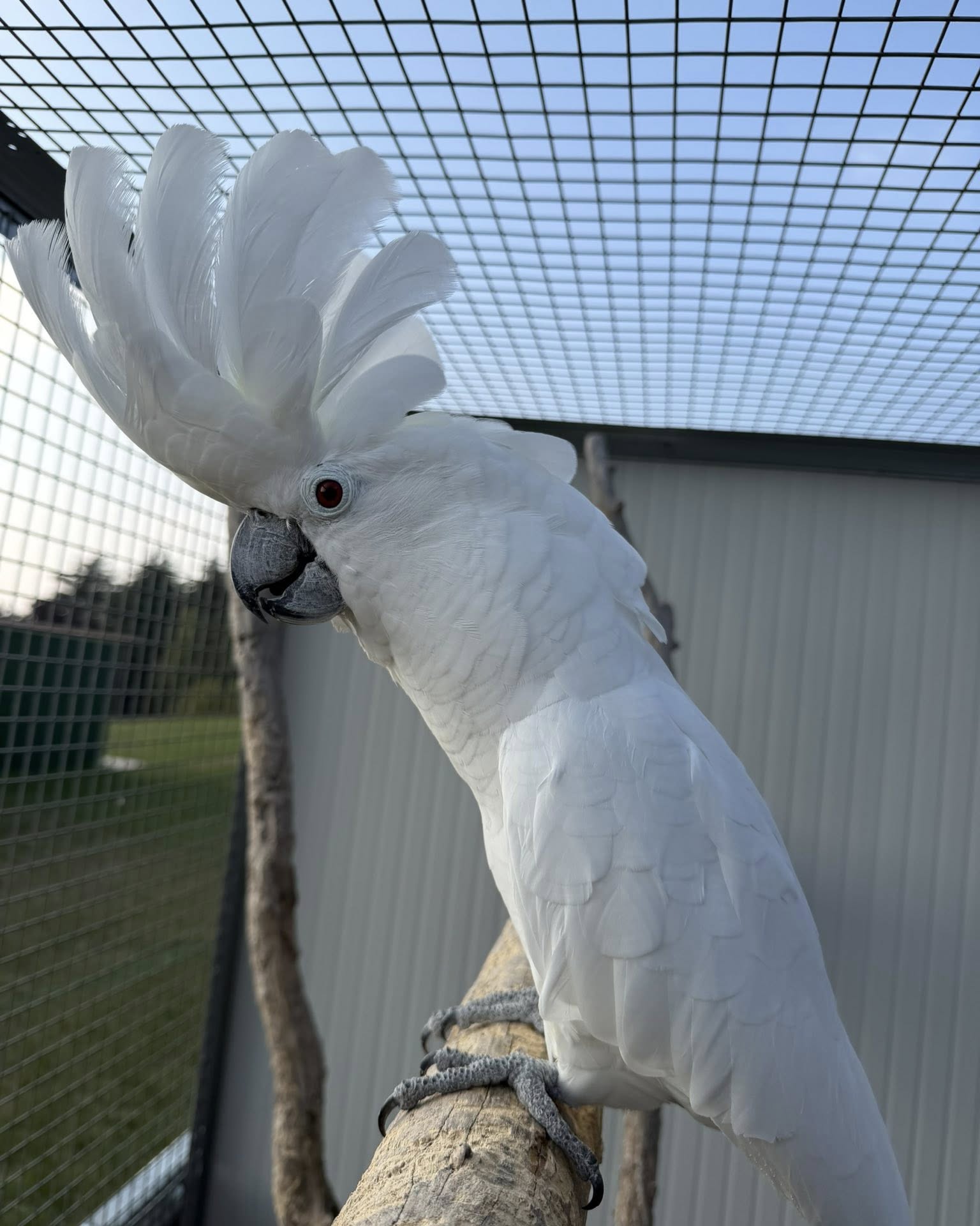 Umbrella Cockatoo — Umbrella Cockatoo (Cacatua alba) for sale
