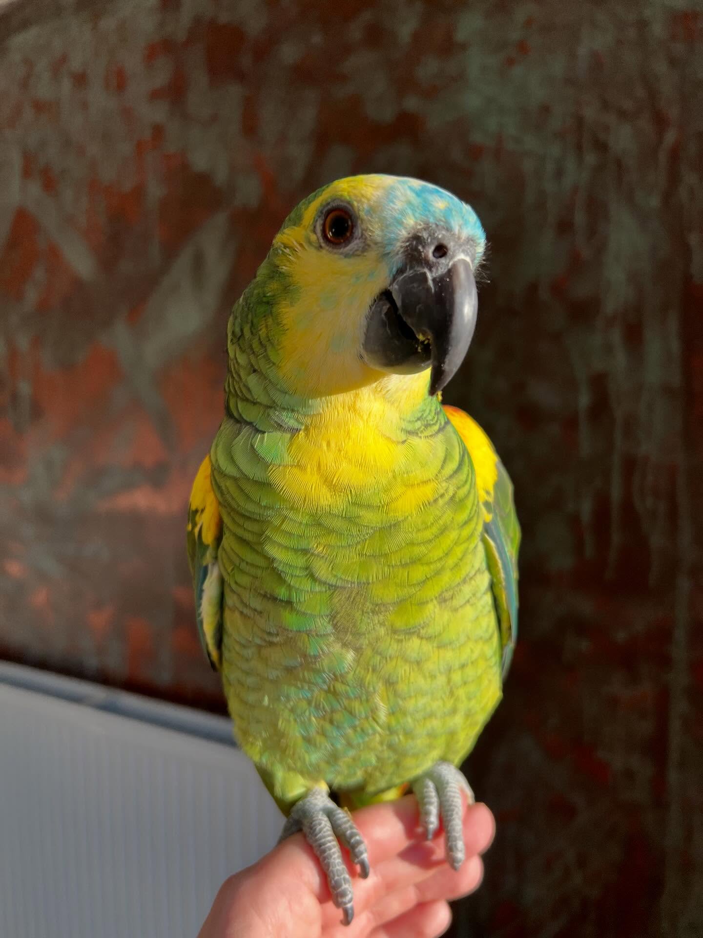 Bella — Female Blue-Fronted Amazon Parrot — Blue-Fronted Amazon Parrot (Amazona aestiva) for sale