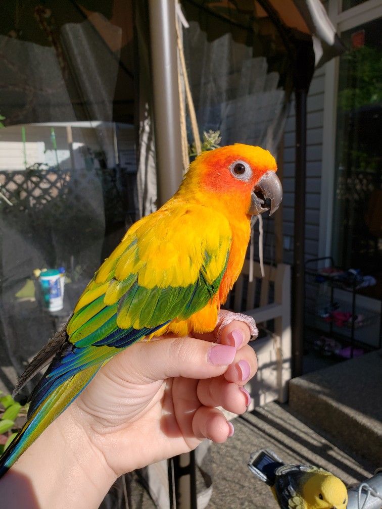 Sun Conure — “Mango” — hand-raised Sun Conure (Aratinga solstitialis) for sale