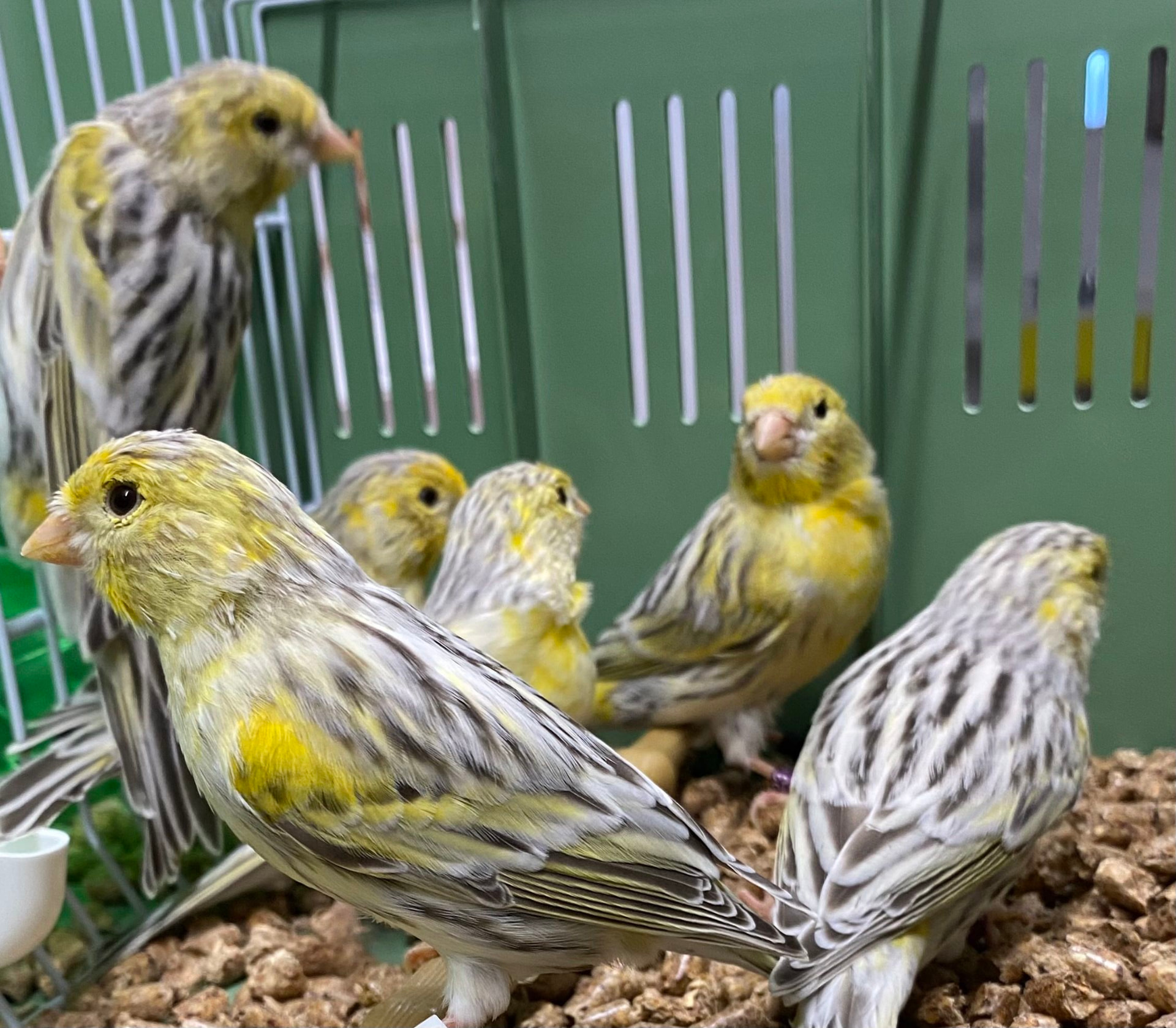 Canaries