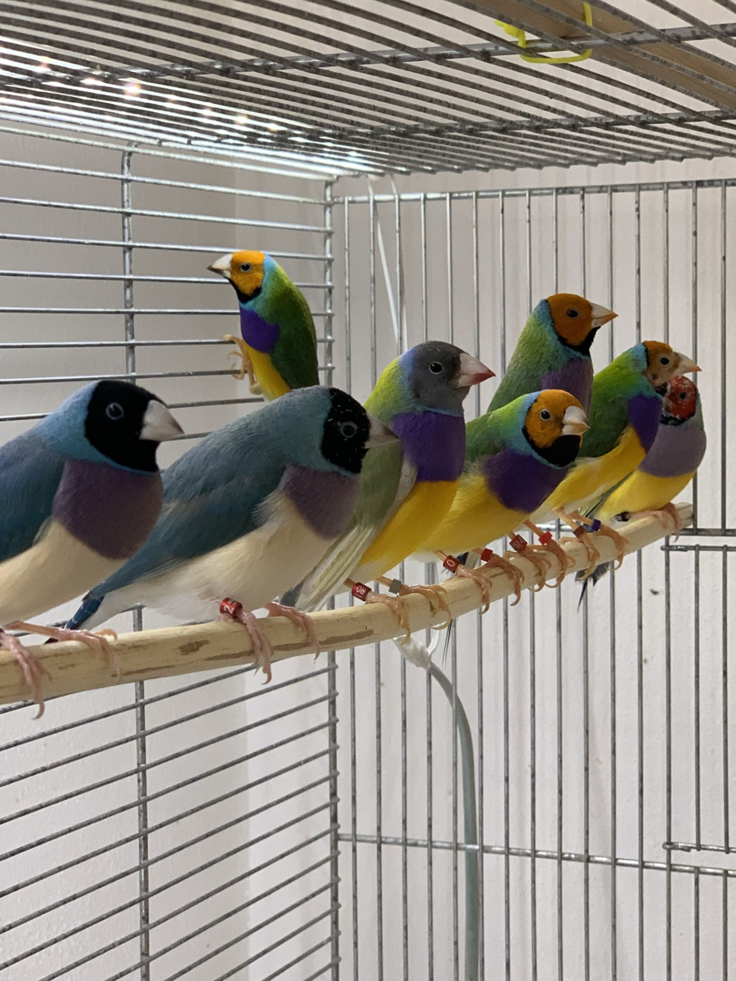 Gouldian Finch Trio — related bird for sale